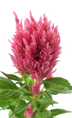 Celosia argentea 