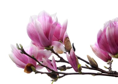 Beyaz arkaplanda izole bir şekilde çiçek açan çiçeğin kapanışı  