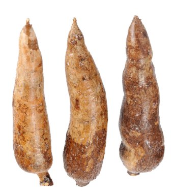  üç tüm manioc