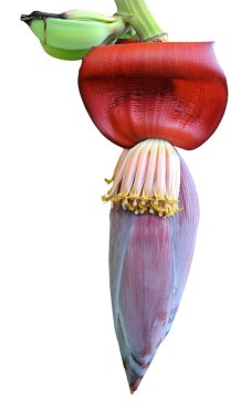Yabani muz çiçeği
