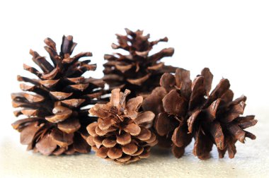 çok çam kozalağı 