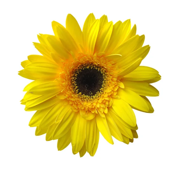 Yellow gerbera — Stock Photo, Image