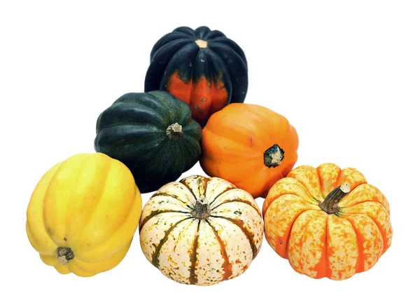 Ghianda e zucca carvinica — Foto Stock