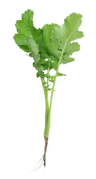 A gai lan tree — Stock Photo, Image