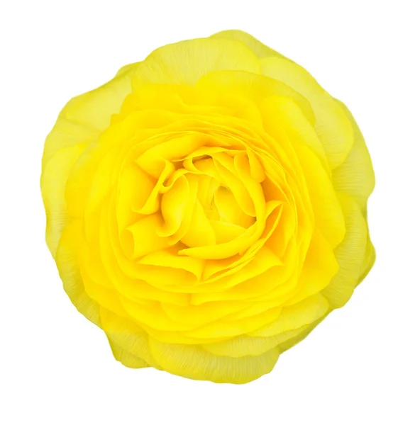 Gul persisk smörblomma — Stockfoto