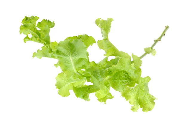 Organic lettuce — Stock Photo, Image