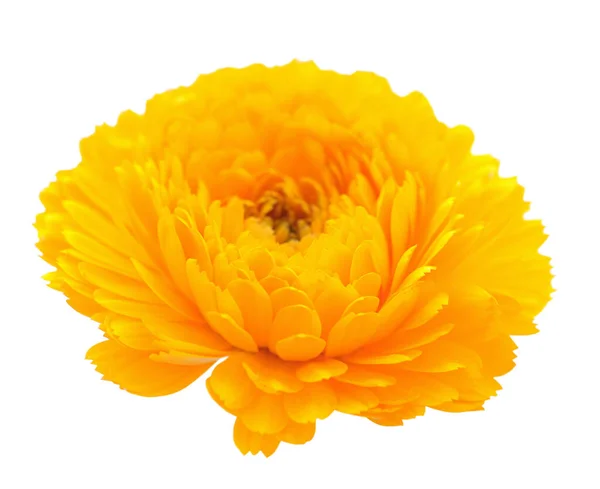 Yellow calendula flower — Stock Photo, Image