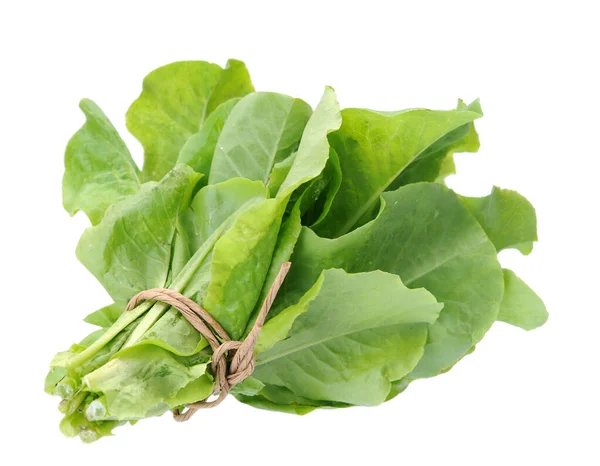 Lettuce — Stock Photo, Image