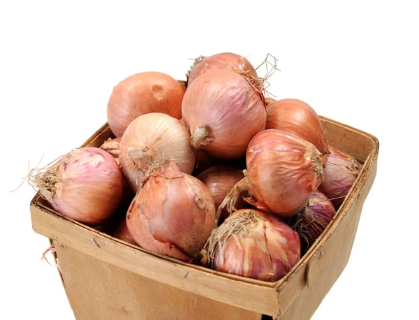 Korzenie cebuli — Zdjęcie stockowe