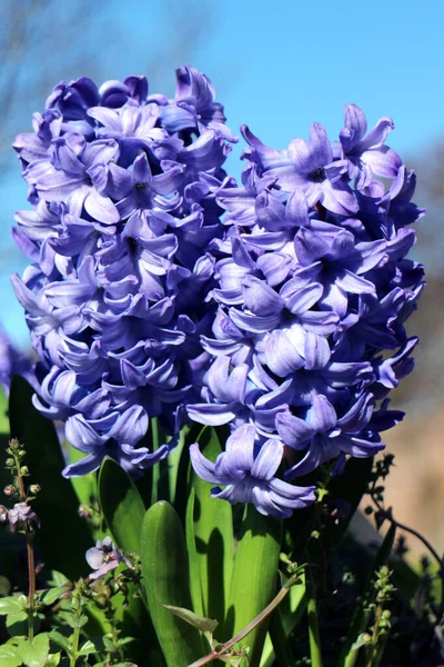 Delft Blue Lily — стоковое фото