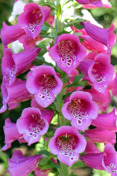 Люпиновый цветок — стоковое фото