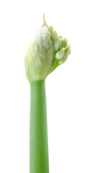 Allium Spring Onion Flowers — Stock Photo, Image