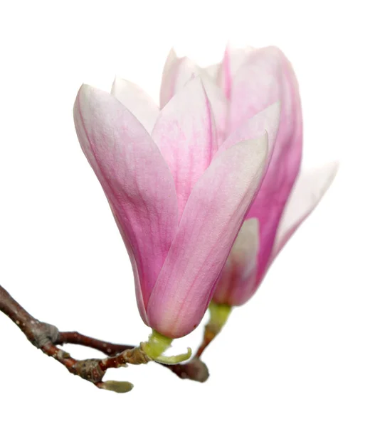 Magnolia — Stock Photo, Image