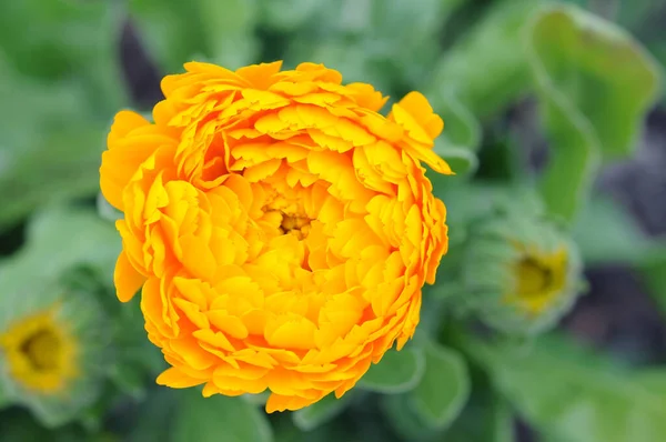 Flor de calêndula amarela — Fotografia de Stock