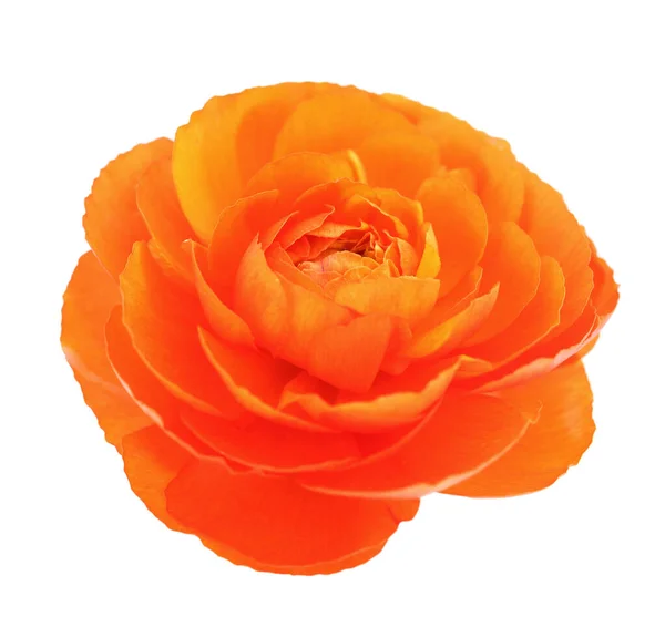 Orange Butterblume — Stockfoto