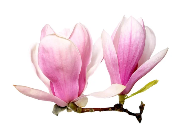 Pink magnolia flowers — Stock Photo, Image