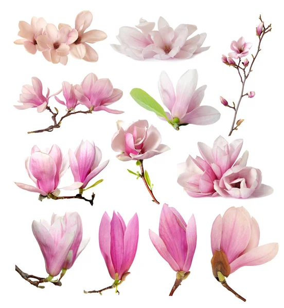 Magnolia flowers — Stock Photo, Image