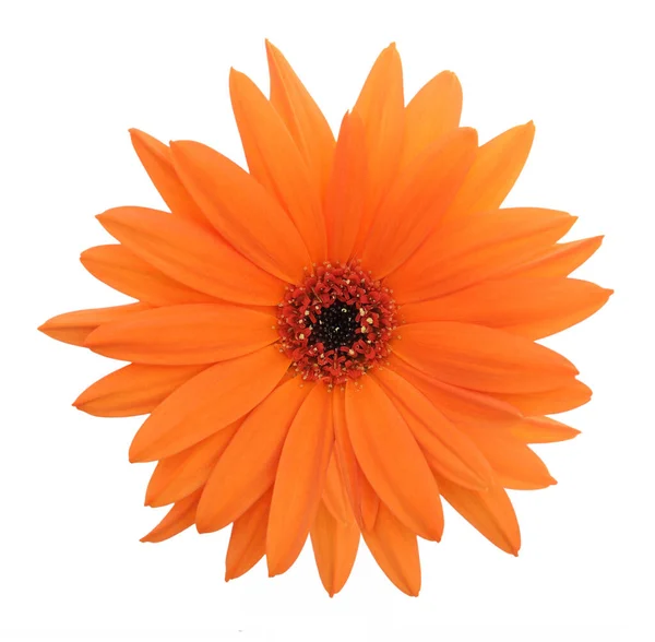 Oranje gerbera bloem — Stockfoto