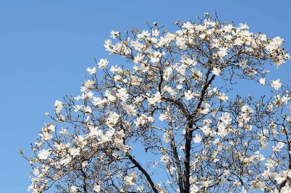 Manolya çiçekleri ağacı — Stok fotoğraf