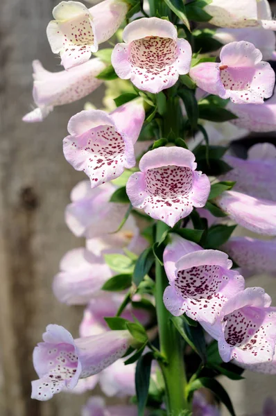 Rävlupinblomma — Stockfoto