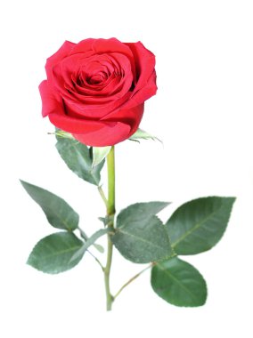  güzel kırmızı gül