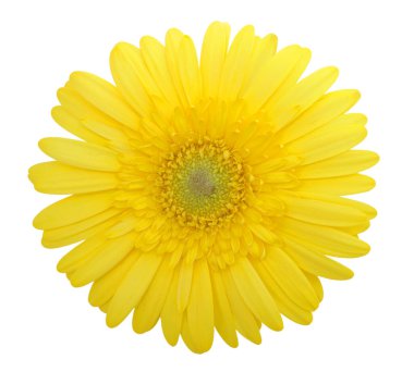  Sarı gerbera