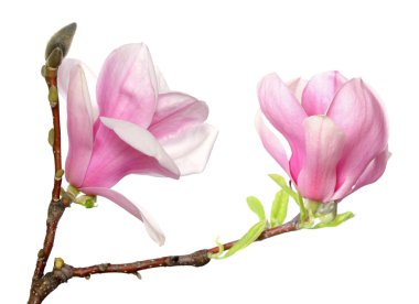 Beyaz arkaplanda izole bir şekilde çiçek açan çiçeğin kapanışı  