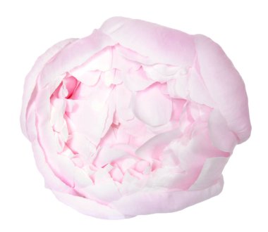 güzel Şakayık çiçeği 