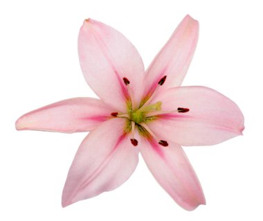  taze pembe lily