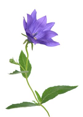 Platycodon Grandiflorus