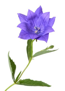 Platycodon Grandiflorus