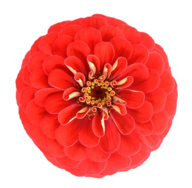 kırmızı taze zinnia 