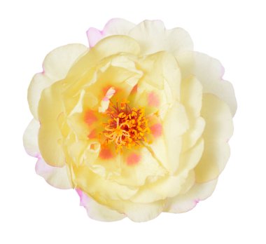 Portulaca grandiflora