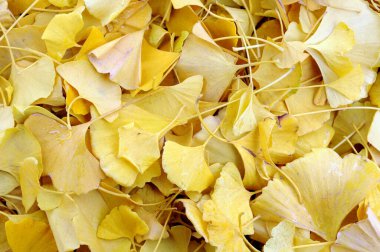 Ginkgo biloba yaprakları