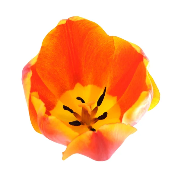 Egyetlen orange tulip — Stock Fotó