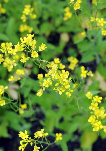 Detailní Záběr Barevných Kvetoucích Květin Pro Použití Pozadí — Stock fotografie