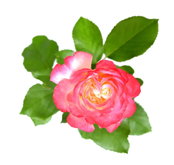 Mazzo di rose — Foto Stock