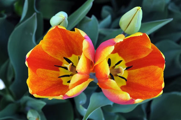 Orange tulip — Stok fotoğraf