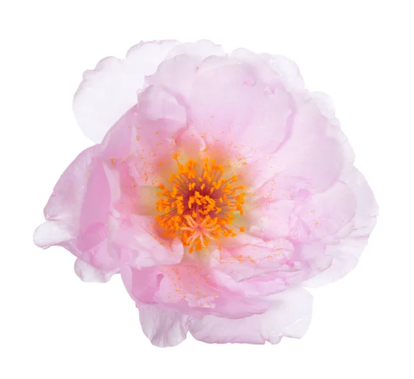 Portulaca grandiflora — Stockfoto