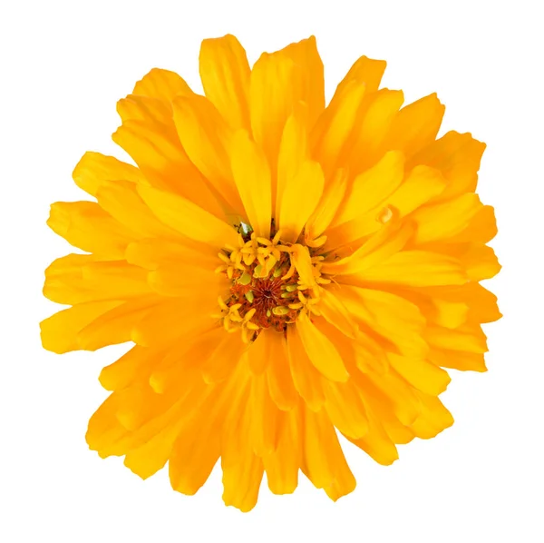 Orange  zinnia flower — Stock Photo, Image