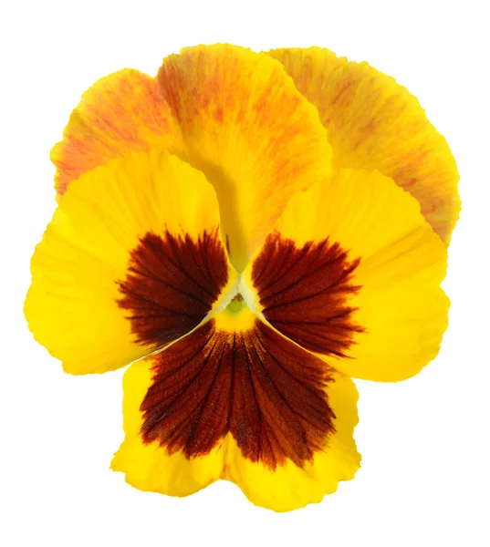 Fiore giallo pansy — Foto Stock