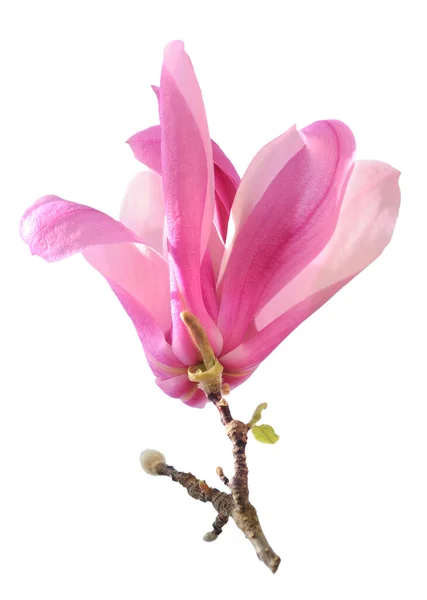 Flor de magnolia rosa — Foto de Stock