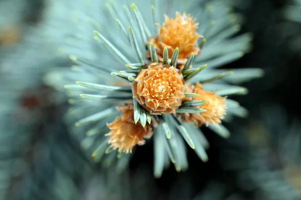 Bloem van pine — Stockfoto