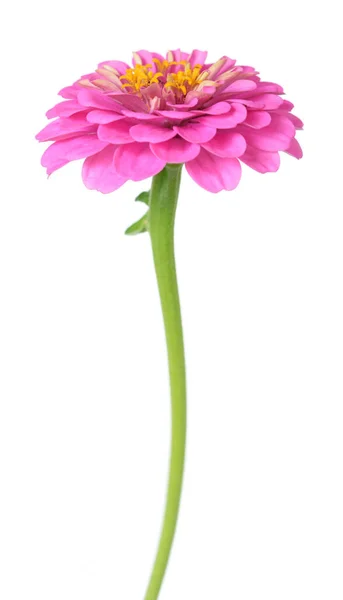 Rosa Zinnia-Blüte — Stockfoto