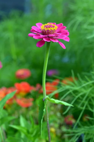 Roze zinnia bloem — Stockfoto