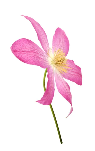 Rosa Clematis — Fotografia de Stock