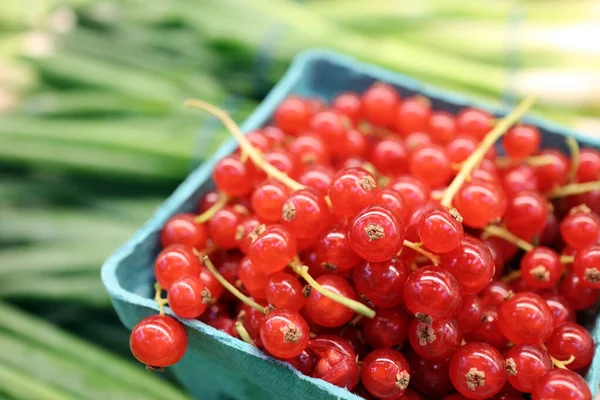 Fruta de groselha — Fotografia de Stock