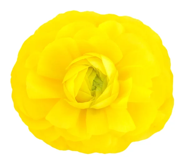 Enstaka gul smörblomma — Stockfoto