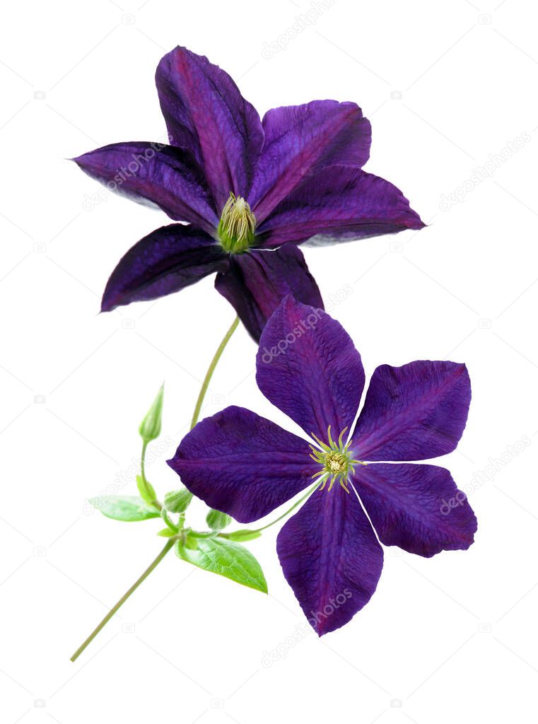 clematis