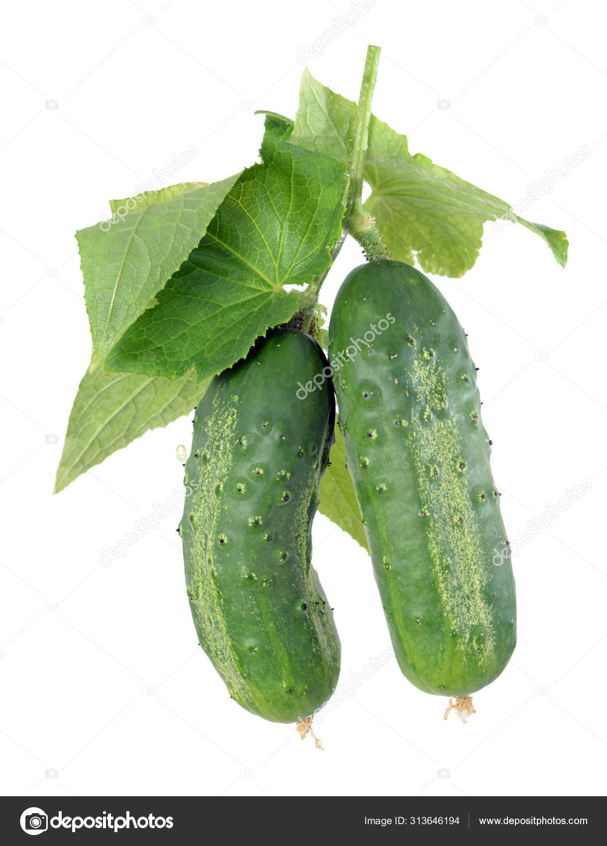 Pickle cucumber Stock Photo by ©an_chicago_2016 313646194